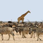 safari en Namibie