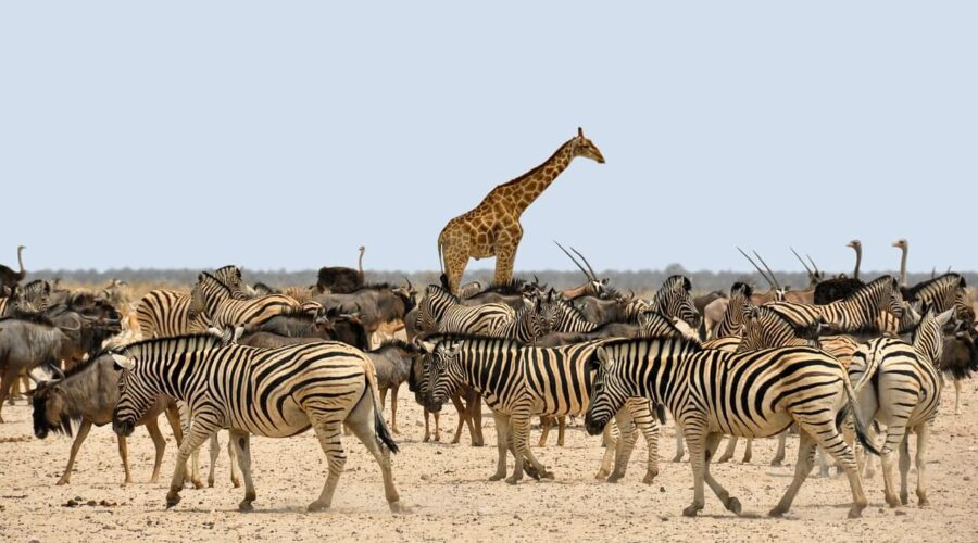 safari en Namibie