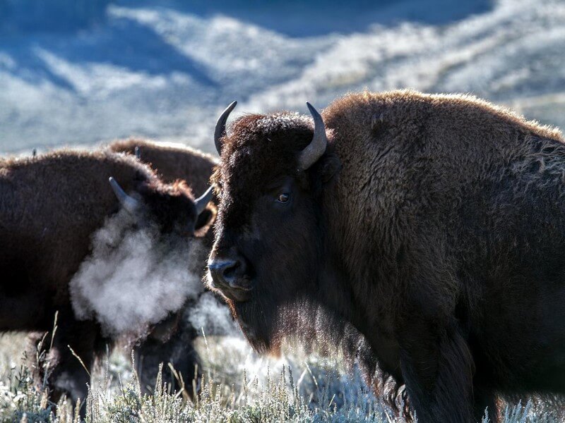 bisons du parc national Yellowstone
