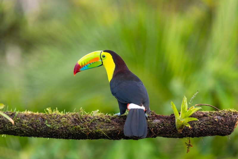 Toucan à carène au Costa Rica