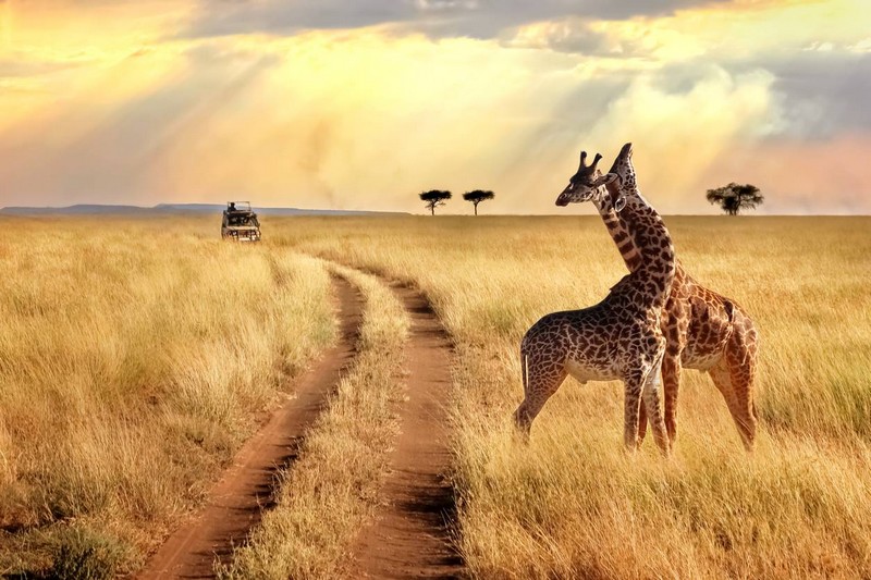 voyage Kenya safari tourisme visite séjour Afrique agence