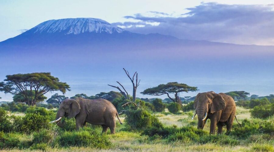 Voyage au Kenya