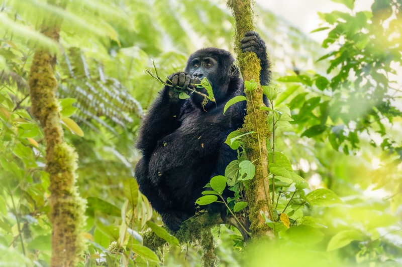 Tourisme en Ouganda : gorilles