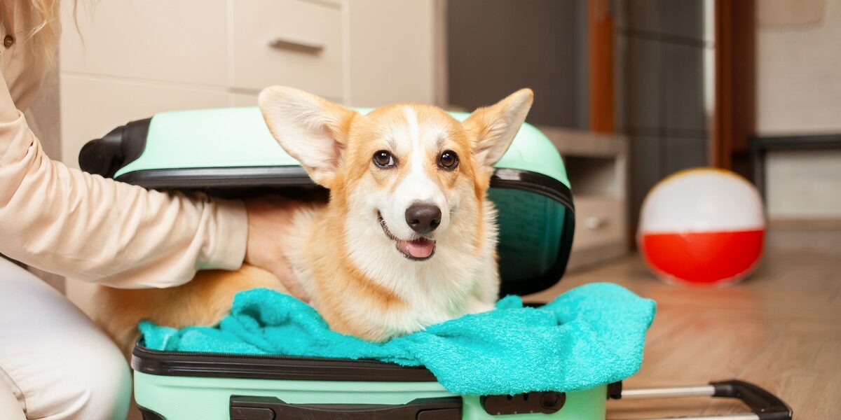 Conseils incontournables pour voyager avec votre animal de compagnie