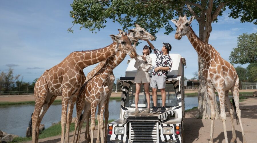 Quel est le meilleur pays pour faire un safari ?