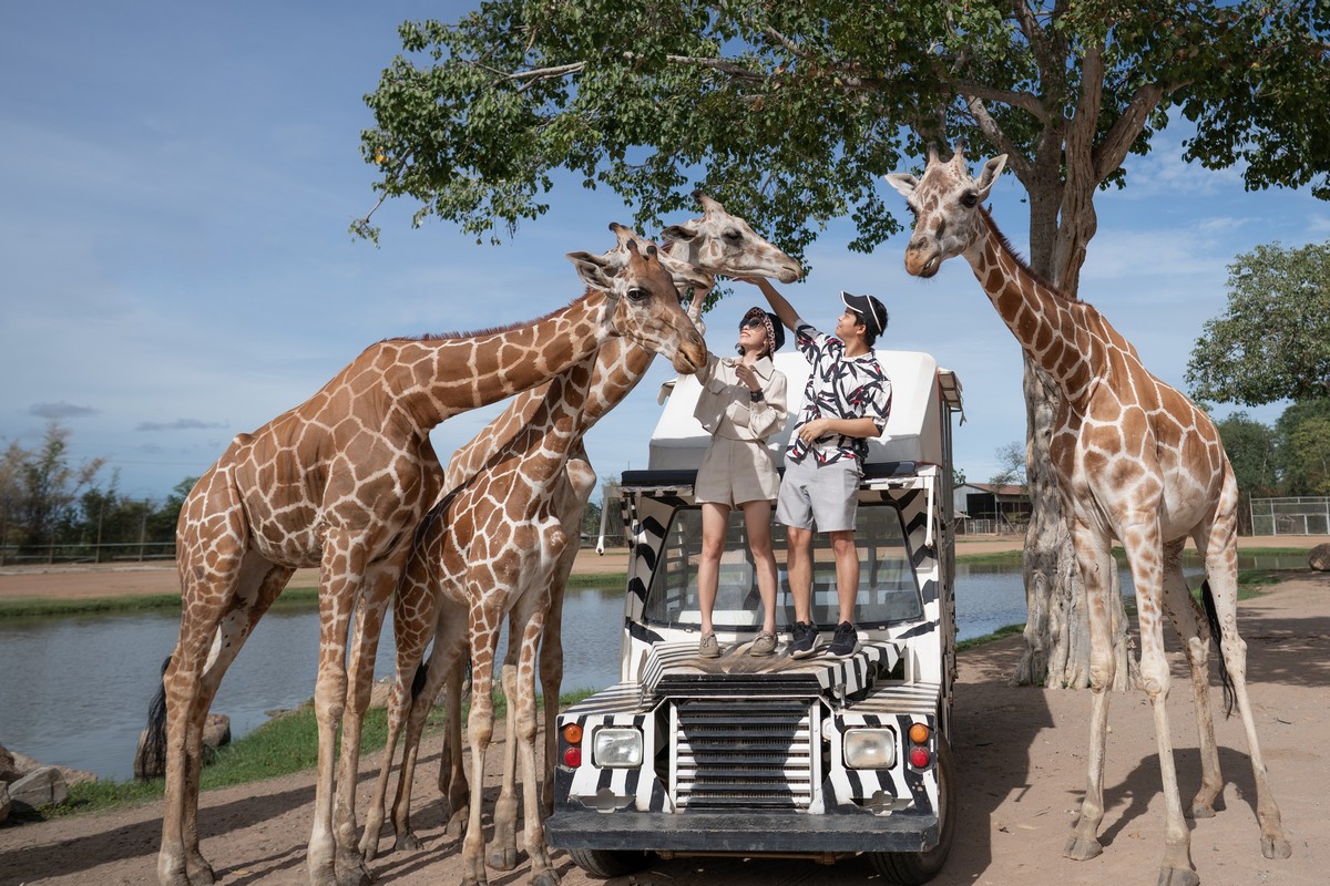 Quel est le meilleur pays pour faire un safari ?