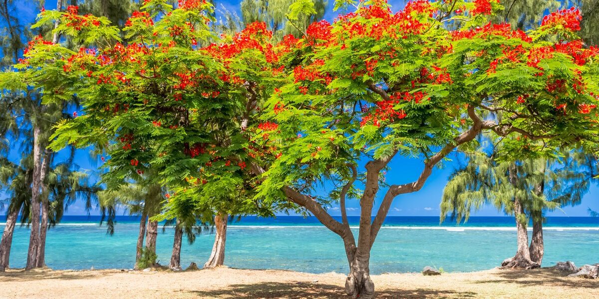 Les plus belles plages à ne pas manquer à la Réunion : Entre volcans et océan