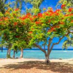 Les plus belles plages à ne pas manquer à la Réunion : Entre volcans et océan