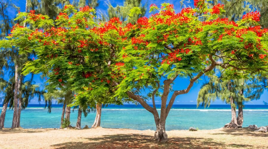 Les plus belles plages à ne pas manquer à la Réunion : Entre volcans et océan