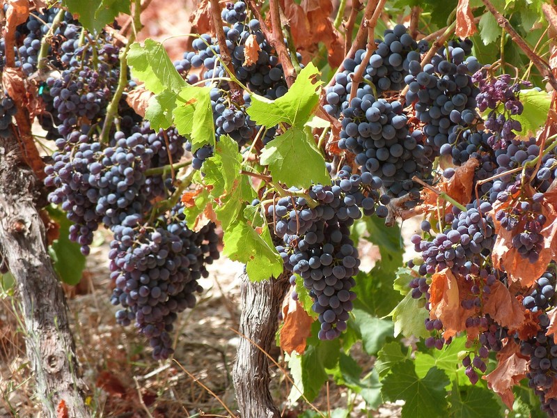 vignoble en Sardaigne