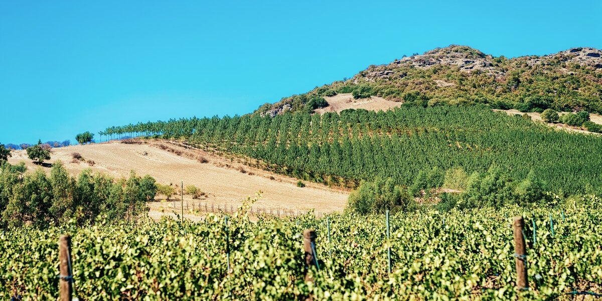 Découvrez les secrets vinicoles de la Sardaigne lors de votre prochain voyage
