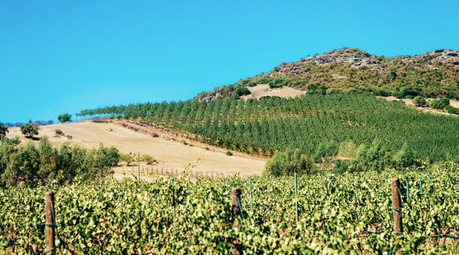 Découvrez les secrets vinicoles de la Sardaigne lors de votre prochain voyage
