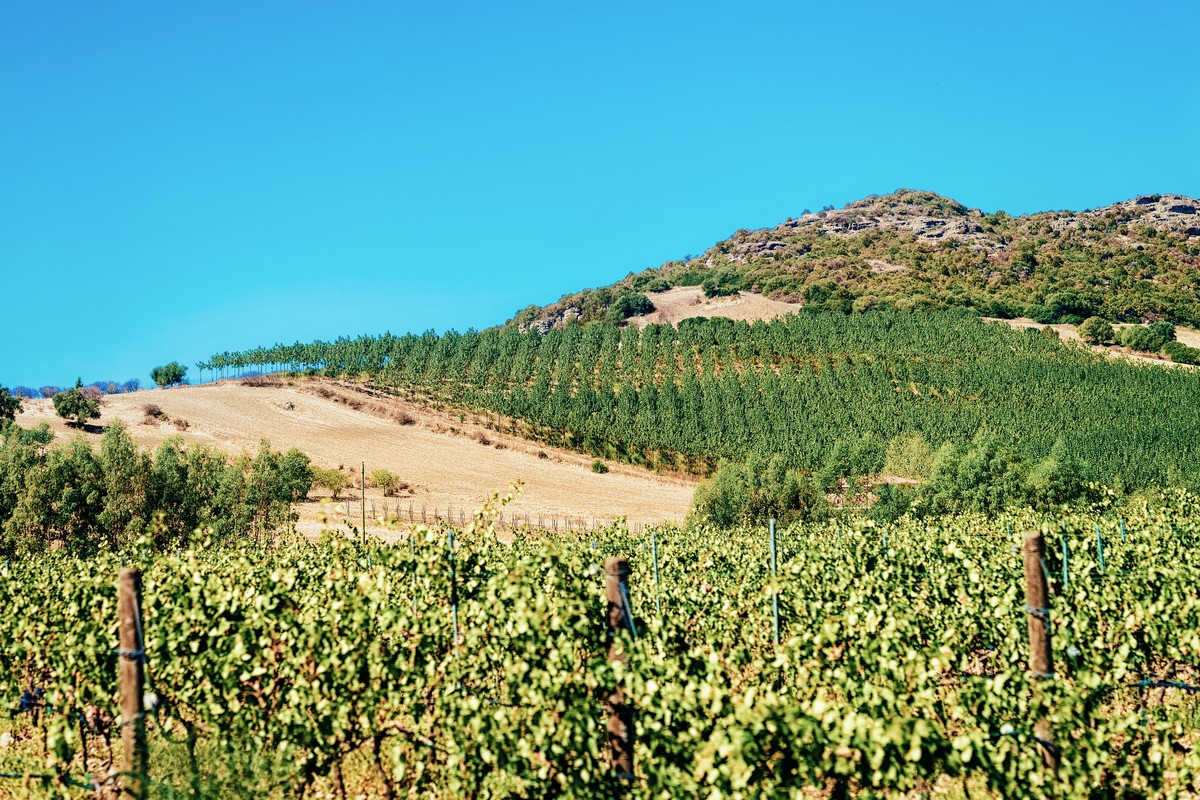 Découvrez les secrets vinicoles de la Sardaigne lors de votre prochain voyage