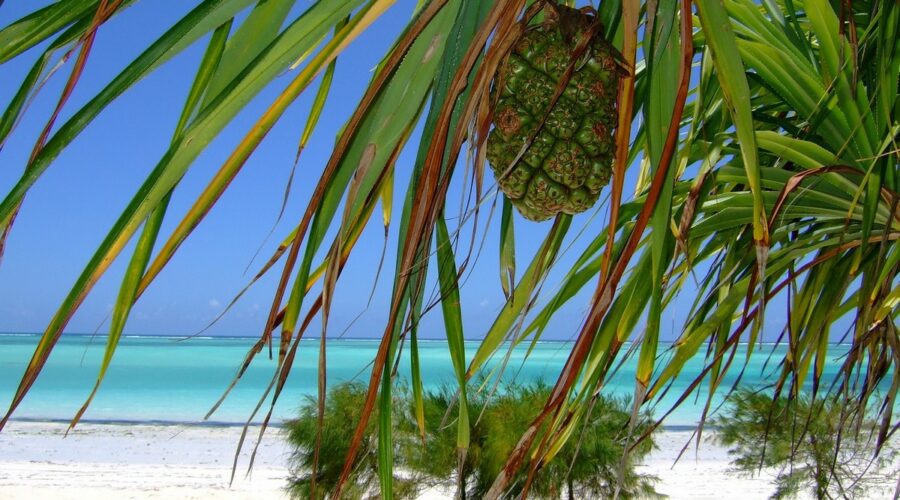 4 bonnes raisons de partir en vacances à Zanzibar