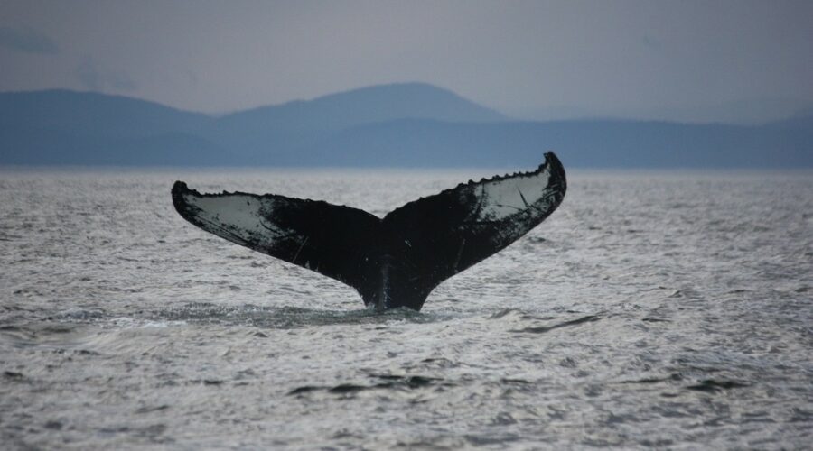 Excursions d'observation de baleines à partir de Tadoussac