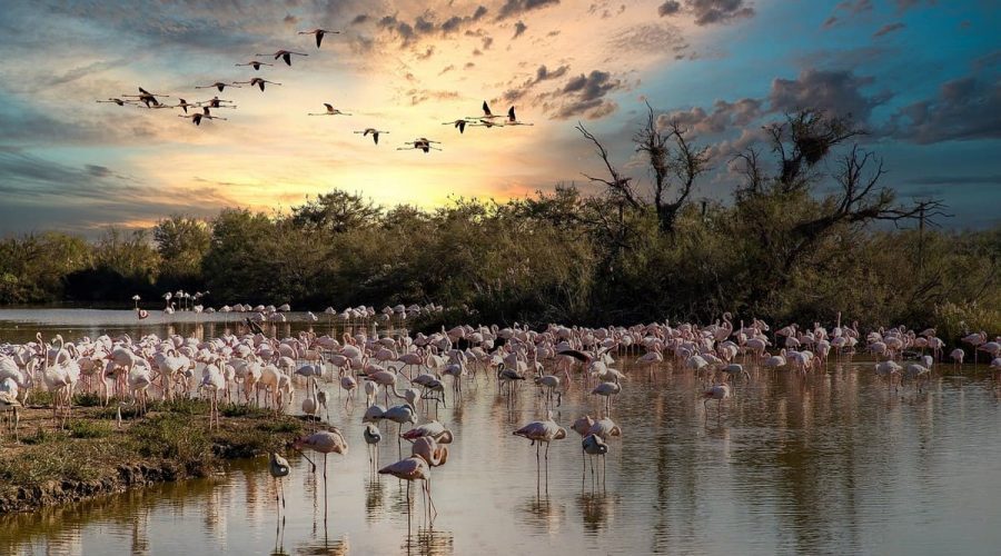 La Camargue : Ce que vous ne saviez pas sur cette terre sauvage pourrait changer votre vision du monde !
