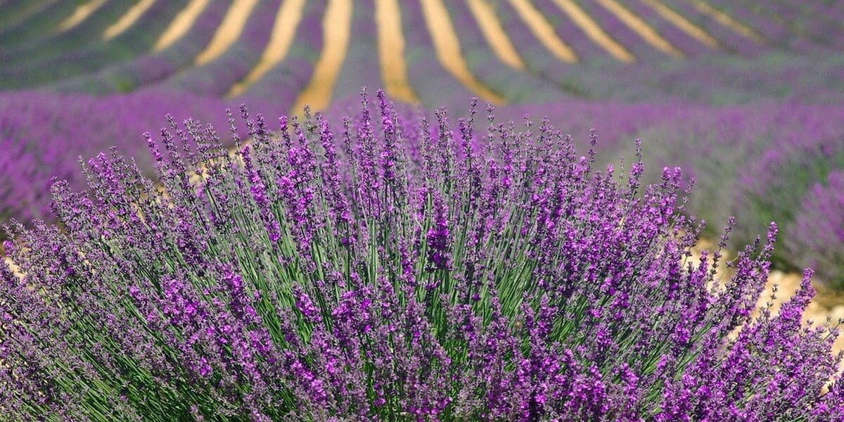 Embarquez pour une escapade parfumée dans l'un des champs de lavande les plus enchanteurs de Provence-Alpes-Côte d'Azur