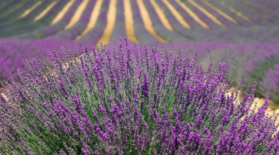Embarquez pour une escapade parfumée dans l'un des champs de lavande les plus enchanteurs de Provence-Alpes-Côte d'Azur