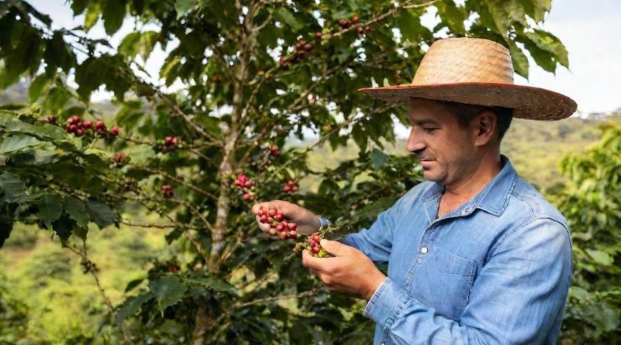 Plantations de café au Costa Rica