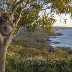 L'Australie du Sud en octobre : observer la faune de Kangaroo Island au printemps
