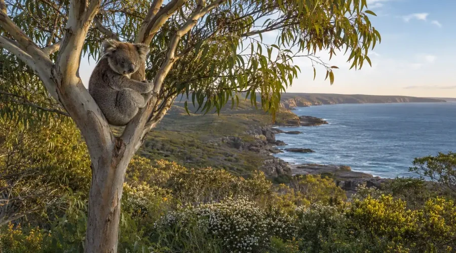 L'Australie du Sud en octobre : observer la faune de Kangaroo Island au printemps